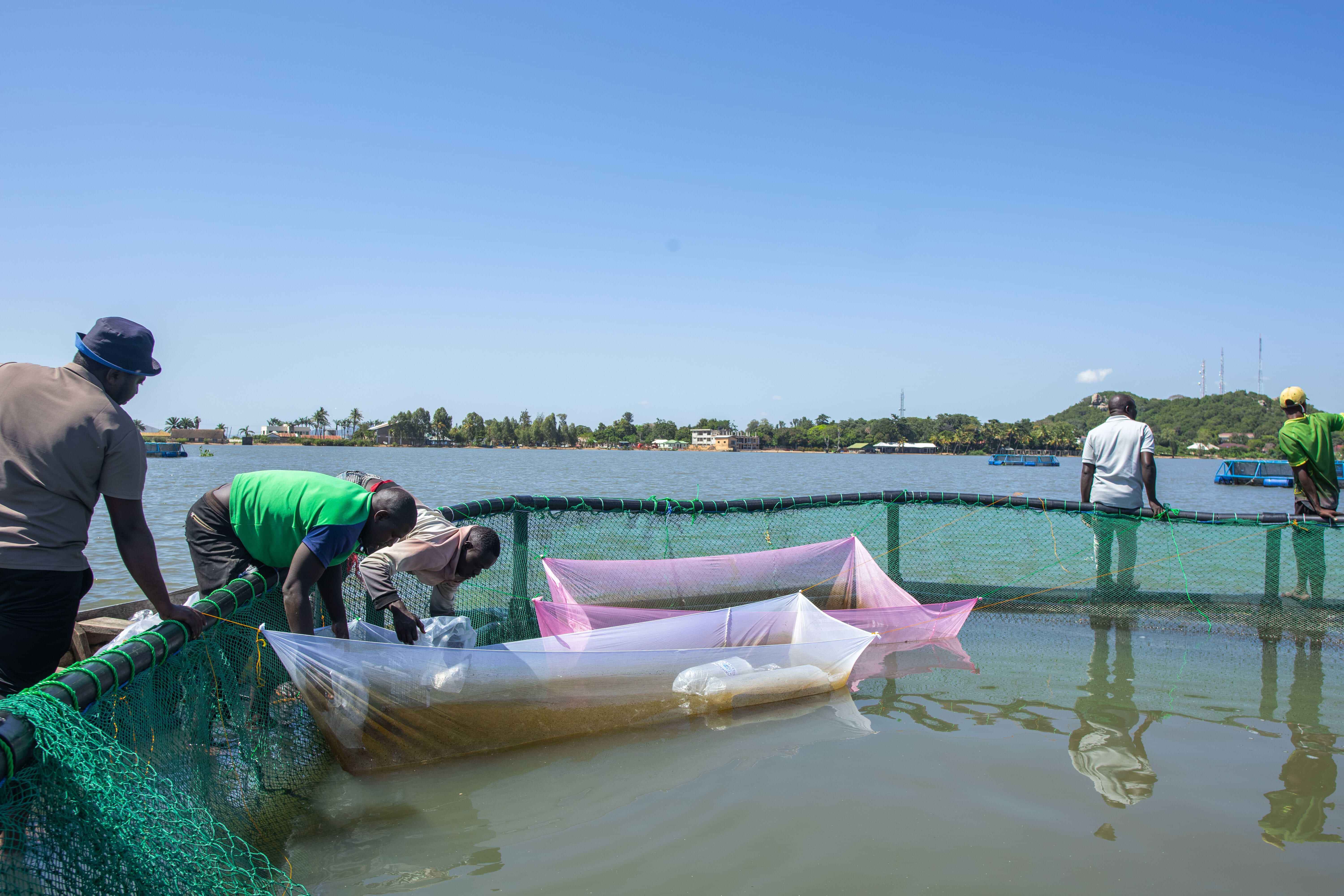 MACONET cage fish farming — Sparkling Sato partnerships and market access