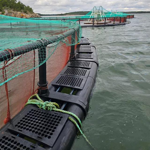 Cage fish farming on Lake Victoria — Sparkling Sato program by MACONET