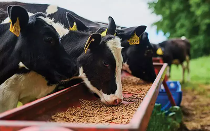 MACONET cattle fattening herd — partnership and market access