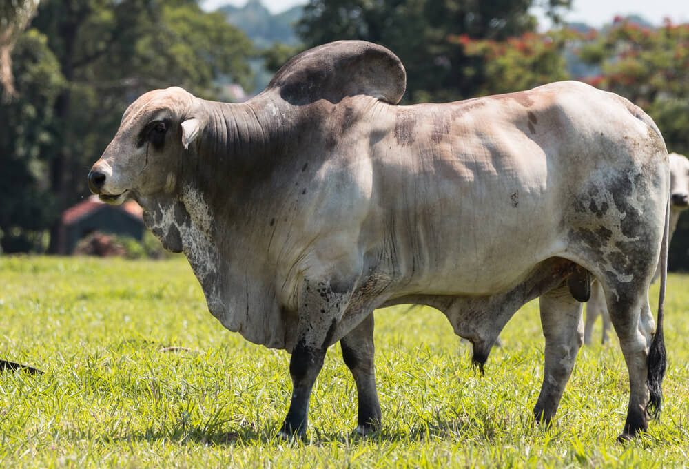 Cattle on a MACONET fattening program in Musoma, Tanzania