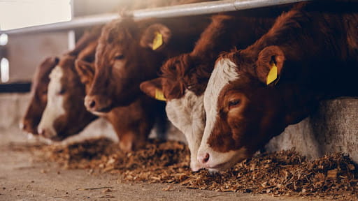 Cattle fattening program by MACONET in Mara Region, Tanzania