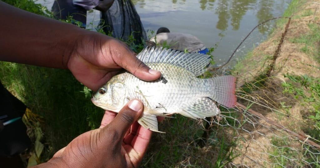 Tilapia harvested from a Sparkling Sato fish pond