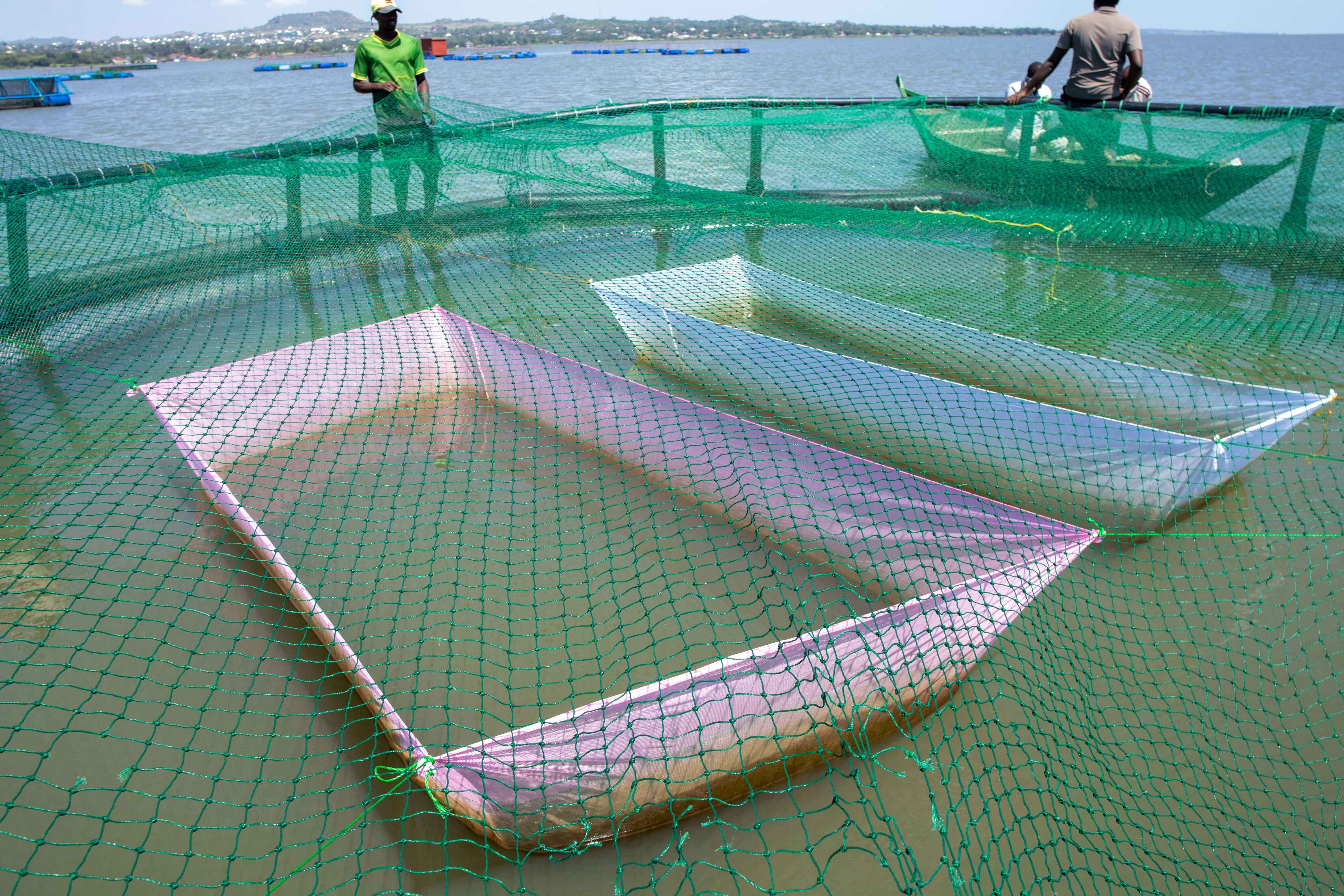 Tilapia fish farming — Sparkling Sato program by MACONET